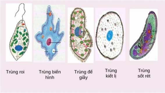 Tổng Ôn Tập Lý Thuyết Phân Biệt Động Vật Với Thực Vật, Đặc Điểm ...